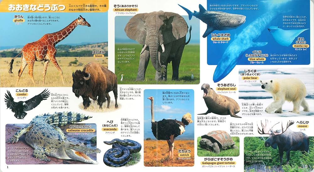 どうぶつのからだ　これ、なあに？ 　絵本　動物 図鑑　5冊セット どうぶつのからだ これ、なあに？ 絵本 動物 図鑑 5冊セット